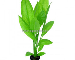 Echinodorus Bleheri (Syn: E. Grisebachii Bleherae)