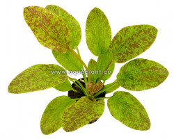 Echinodorus Green Flame