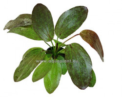 Echinodorus Red Flame