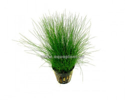 Eleocharis Parvula (Previously: E. Acicularis)