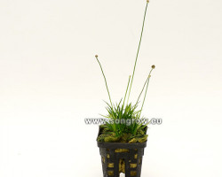 Eriocaulon Cinereum Polaris