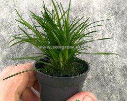 Eriocaulon Species Vietnam