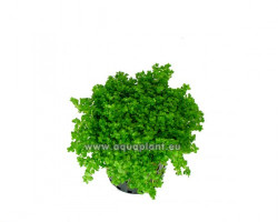 Hemianthus Callitrichoides