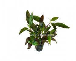 Hygrophila Guianensis