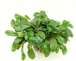 Lobelia Cardinalis Jumbo Pot 8Cm