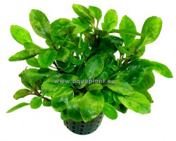 Lobelia Cardinalis Mini