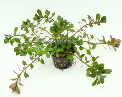 Ludwigia Glandulosa Jumbo Pot 8Cm