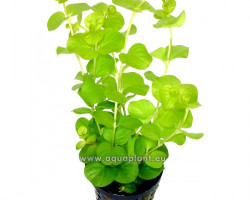 Lysimachia Aurea (Yellow)