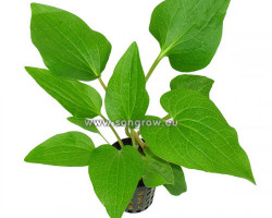 Saururus Cernuus (Big)