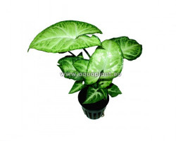 Syngonium Wit/Groen