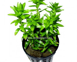 Tonina Fluviatilis (Not Rooted)