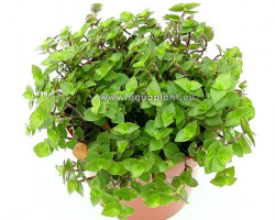 Yamiplant - Pot 12 Cm - Pet Candy Rich In Calcium, Vitamins And Fibers (For Rodents, Reptiles, And Birds)