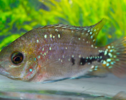 Vieja Melanura Synspilum M