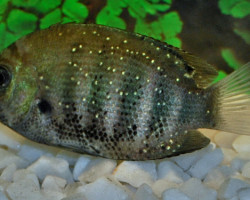 Etroplus Suratensis S