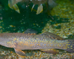 Giurus Margaritaceus L