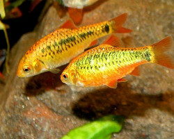 Puntius/Barbus Shuberti Neon M