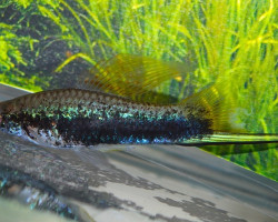 Xiph. Helleri Green Tuxedo M