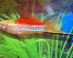 Xiph. Helleri Pineapple L