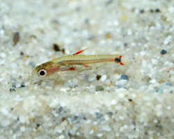 Barboides Gracilis M
