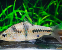 Barbodes Lateristriga M