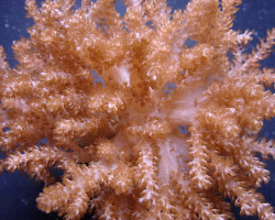 Capnella Spp. (Jakarta) Ml