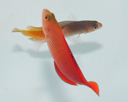 Cypho Purpurascens (Male) M