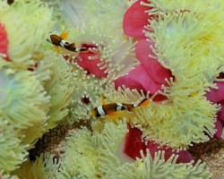 Heteractis Magnifica (White Tentacles) Ml