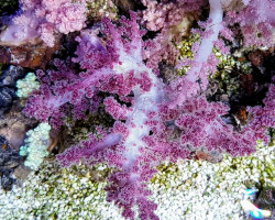 Nepthea Spp. (Pink) Ml