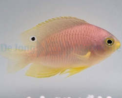 Pomacentrus Amboinensis M