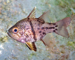 Sphaeramia Orbicularis M