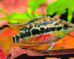 Cichlasoma/Nandopsis Salvini 6,5-8