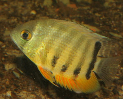 Heros Cf.Efasciatus 4-5Cm (Breeding Form)