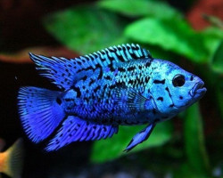 Nandopsis Octofasciata Blue Dempsey Jack 8-10
