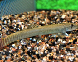 Aborichthys Elongatus M/L