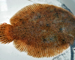 Achirus Lineatus  Xxl