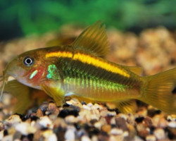 Corydoras Sp. Orange Laser S/M