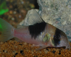 Corydoras Sp. Cw051 L