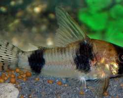 Corydoras Tukano L