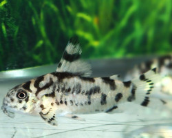 Corydoras (Hoplisoma) Sp. Cw111 M