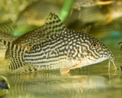 Corydoras Sterbai L
