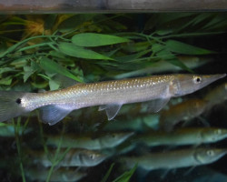 Ctenolucius Hujeta L