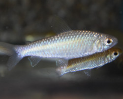 Curimatopsis Evelynae M