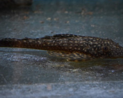 Dekeyseria Scaphirhyncha Xl