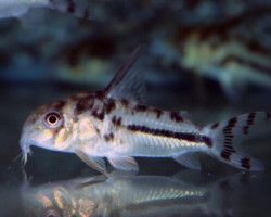 Corydoras Boesemani M