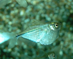 Gasteropelecus Sternicla Show