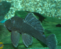 Baryancistrus Beggini L239 M