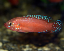 Hemichromis Exsul S