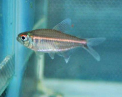 Hemigrammus Coeruleus L