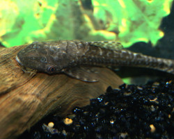 Hypoptopoma Gulare L