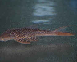 L178 Lasiancistrus Sp. M